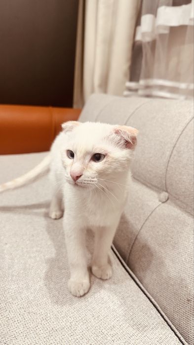 Котенок, парода висловух