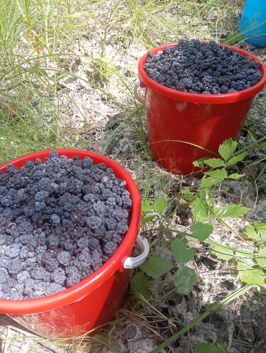 Продам ежевику 5 литров- 12 тысяч