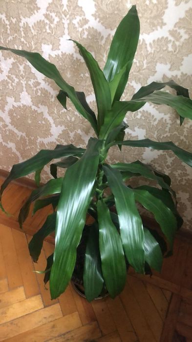 Драцена - комнатное растение