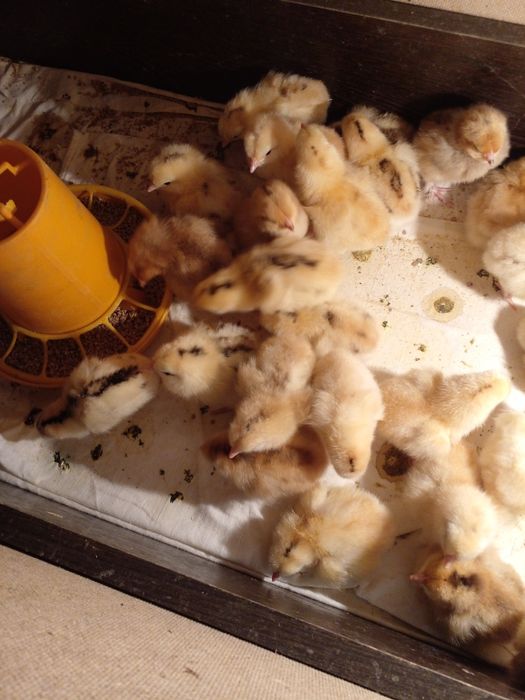 Продам цыплят несушки домашние