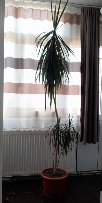 Vand plantă Dracaena naturala 230m inaltime. Doar in Pitești sau in apropiere!