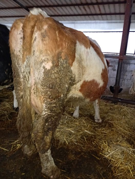 Vând vaca de ținut sau de abator