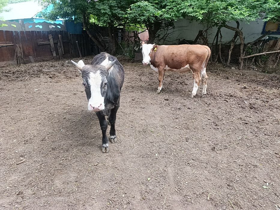 Продам двух хороших быков