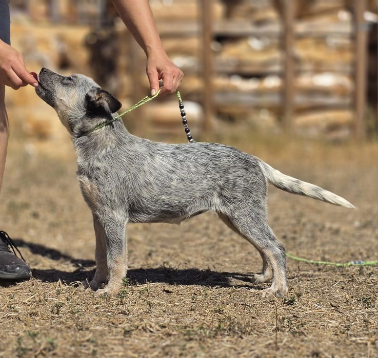 Australian Cattle Dog femela