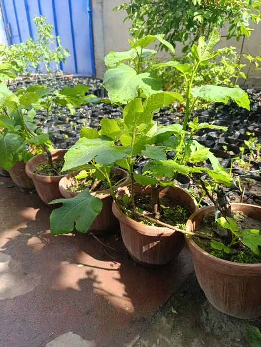 Анжир кучат инжир.. 50минг с