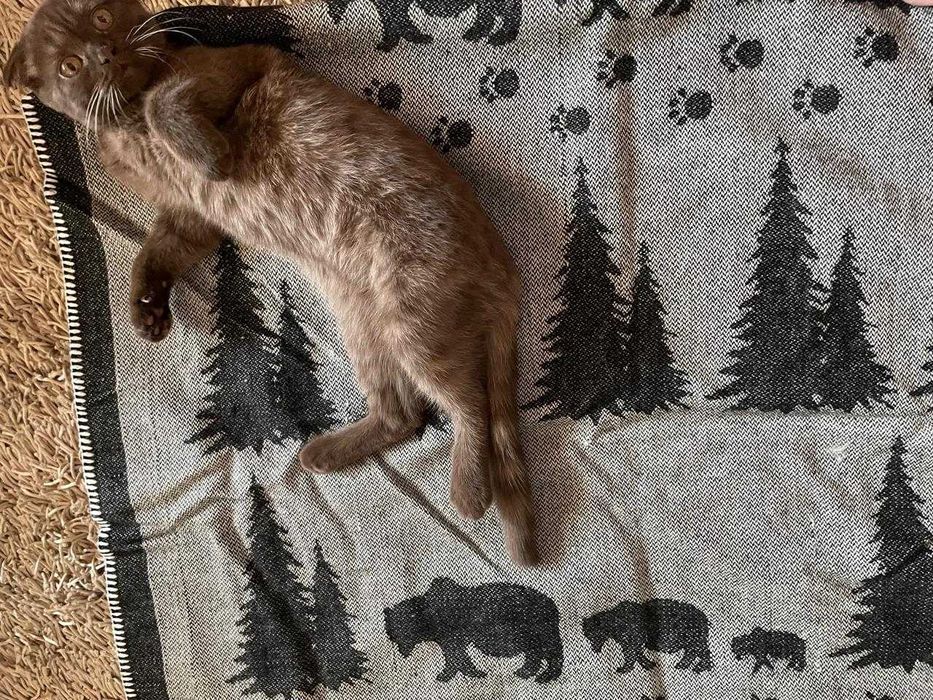 Плед Шерстяной(новый)