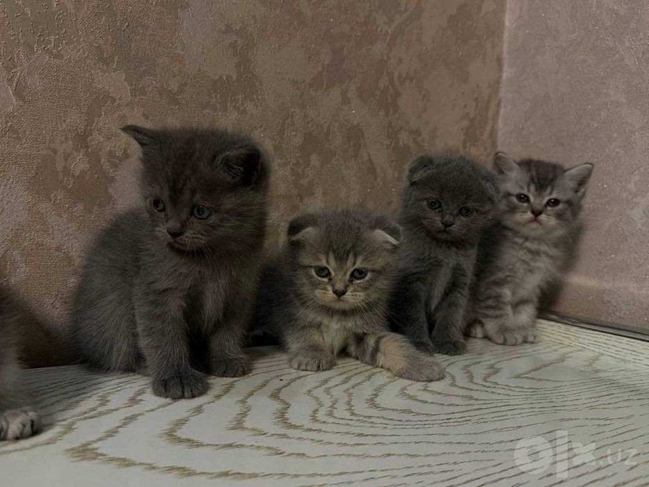 Очаровательные Scottish котята Silver Shaded