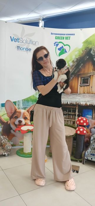 Продаётся щенок помесь, метис