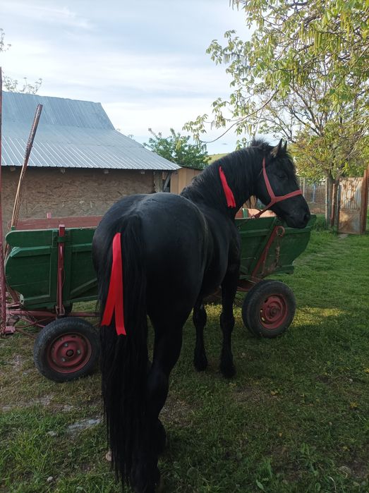 Vad armăsar metis de friz de 3 ,5 ani