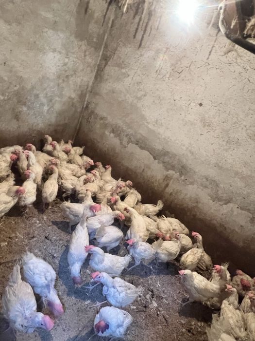 Продам курей поросят