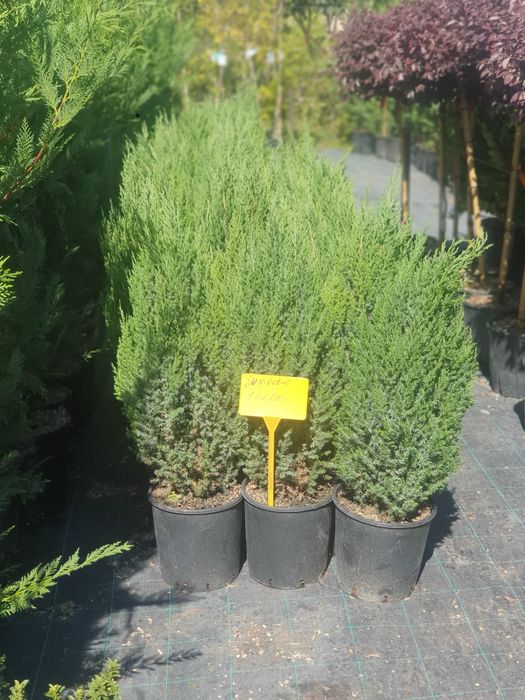 Vând plante ornamentale de diferite specii și livrez