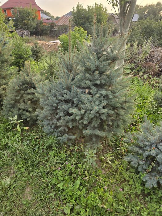 Голубая ель,от 20 000тг.