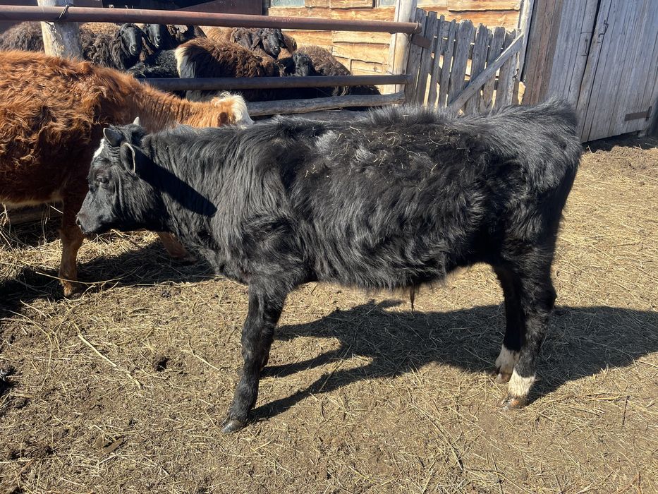 Продам бычков и тёлок