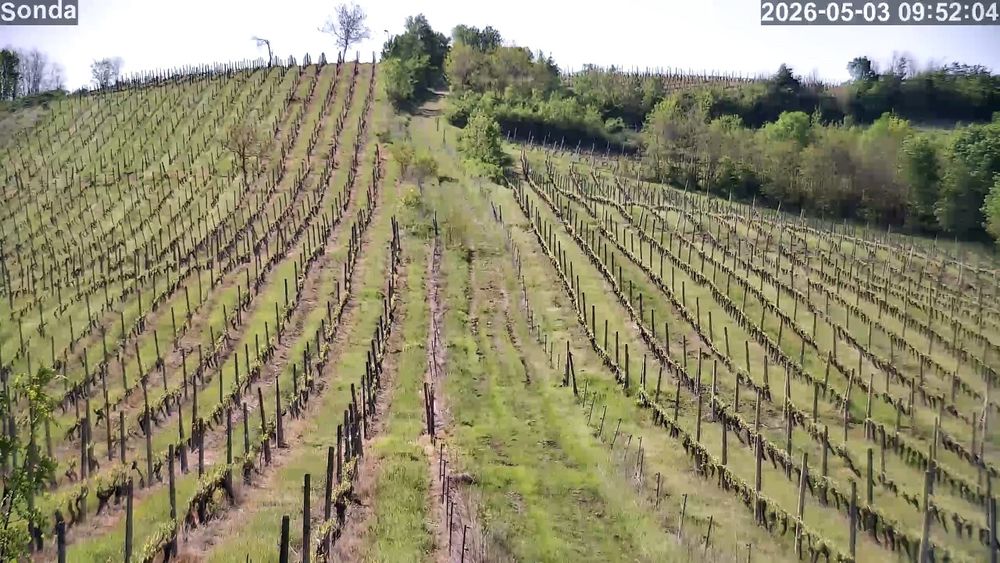 Vând domeniu Viticol si Crama in podgoria Dragasani