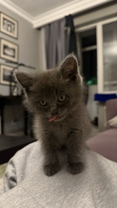 Шотладнский котенок