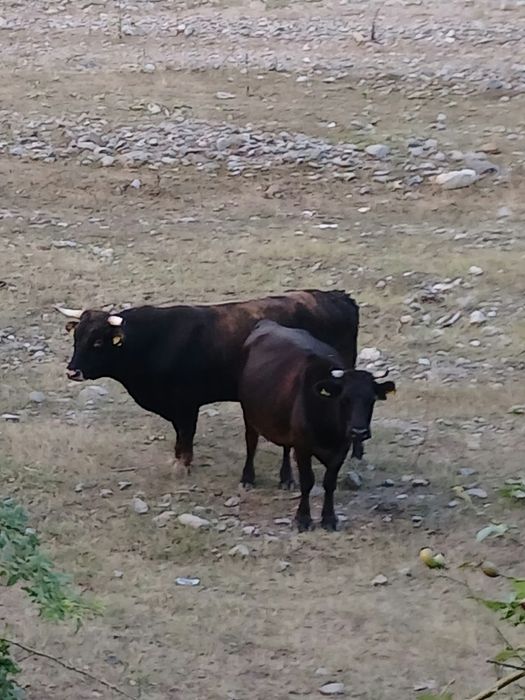 Vând tăurași de ținut sau taiat