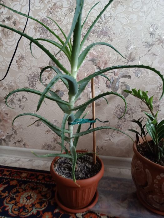 Алоэ лечебный продам