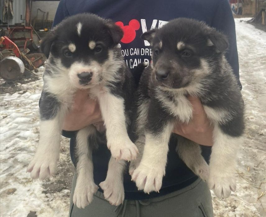 Donez căței talie medie