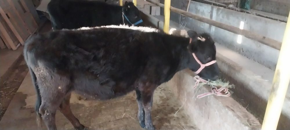 Ургочи бузок лар сотилади соглом иштаха зур