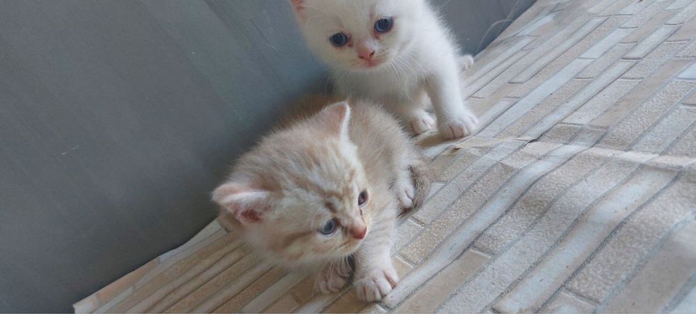 Продается котят