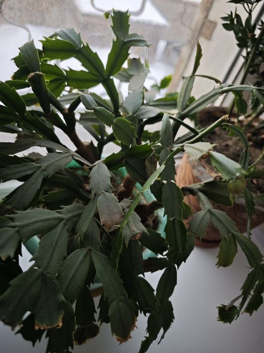 Отдам даром 2 цветка