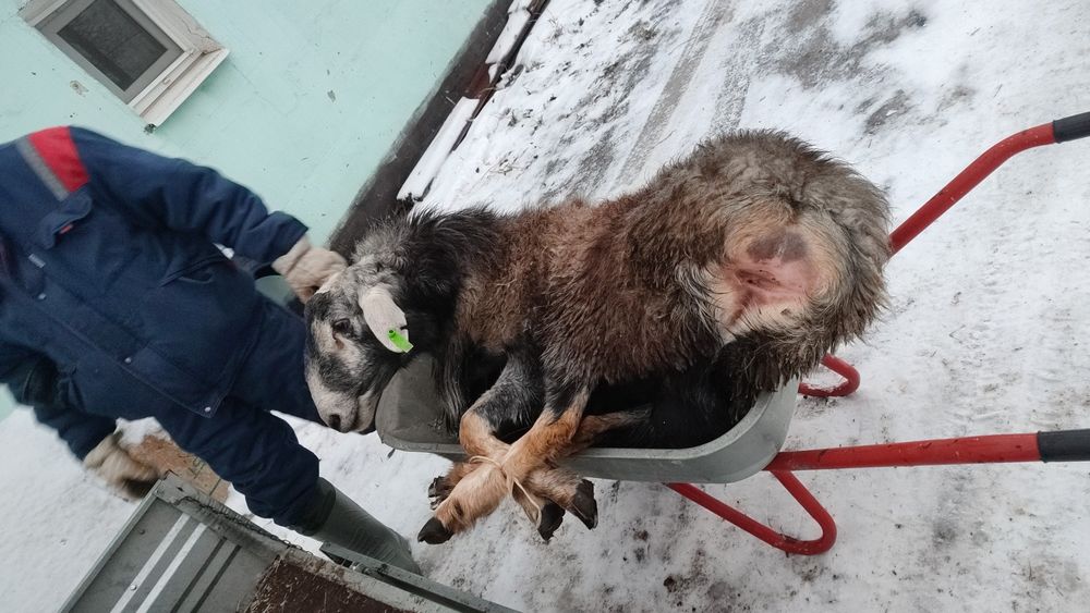 Кошкар сатылады гиссар.180 мын.