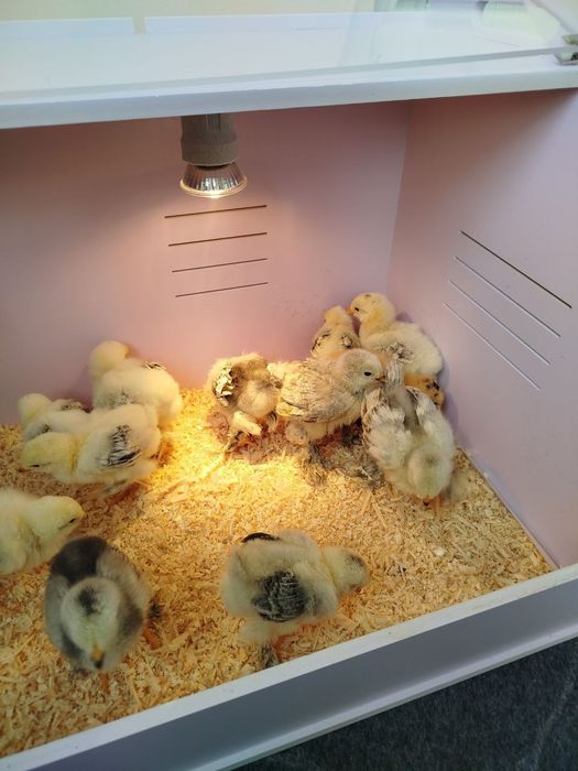 Тоза зоттор бромо