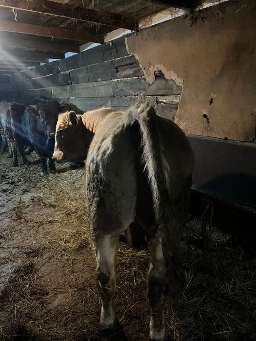 Мясо говядины, молодой бычок