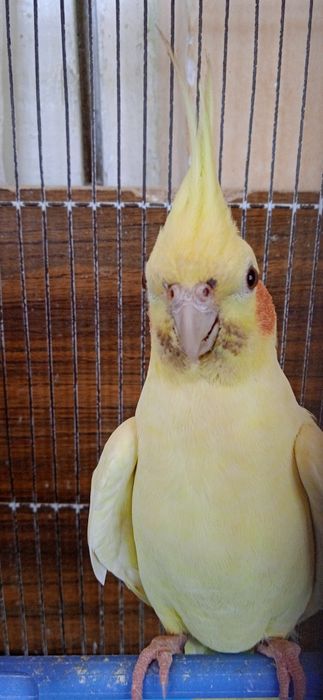 карела куш сотлади соглом