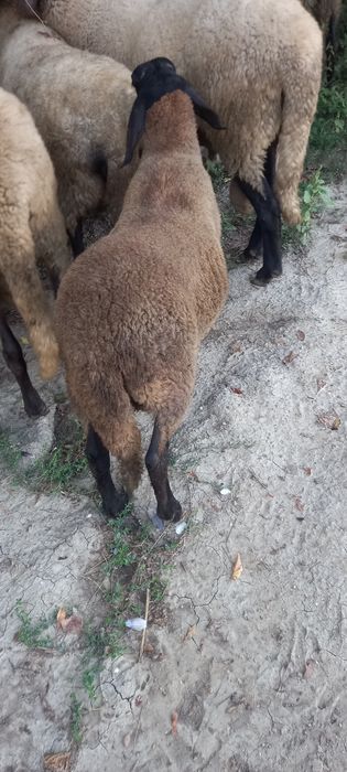 Berbeci de vânzare