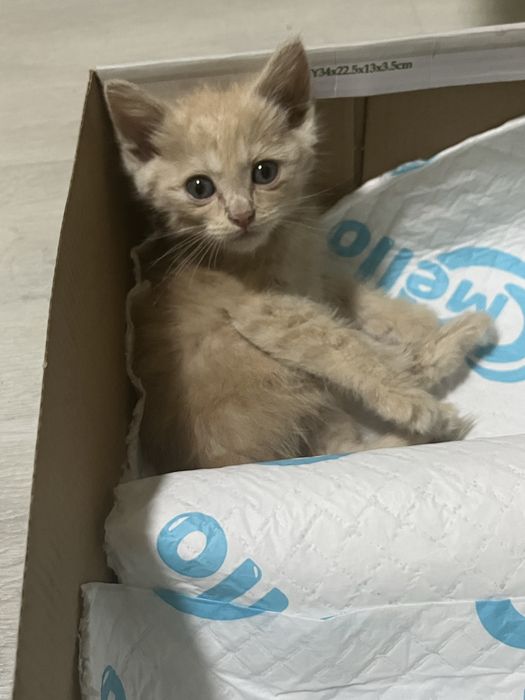 Отдам котенка в хорошие руки