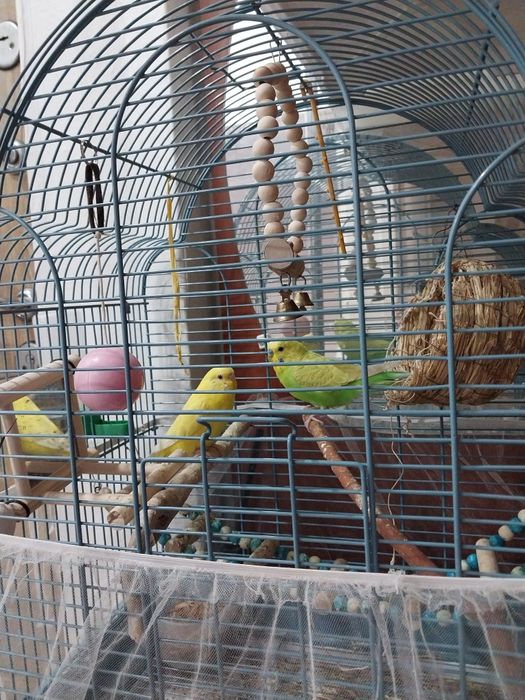 Продам волнистые попугаев