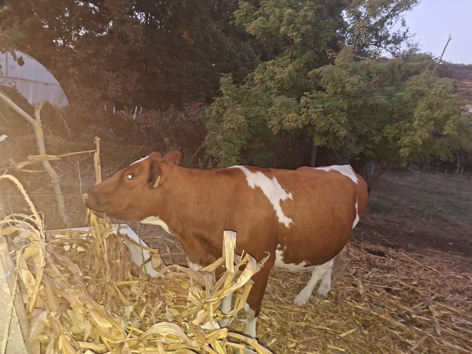 Vaca tanara, montata