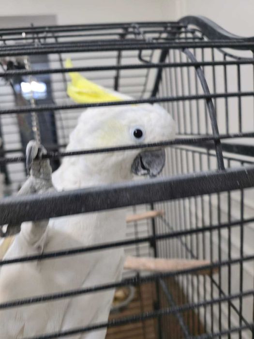 продам попугай какаду говорящий говорит