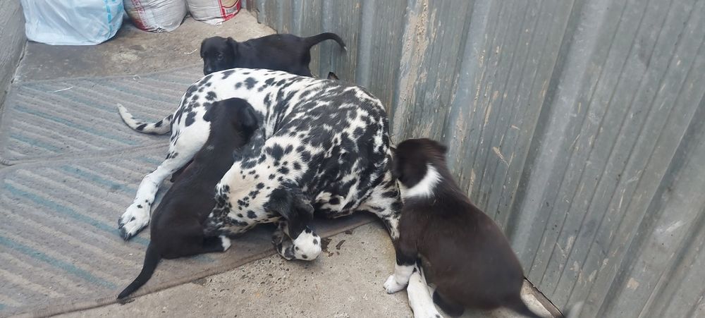 Продаются щенки !