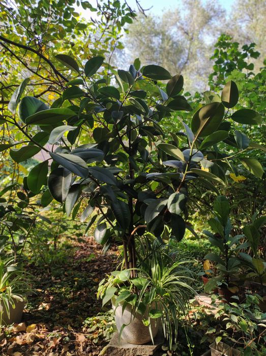 Фикус каучуковый 180 см для офисов и магазинов