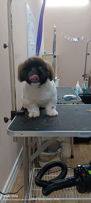 Животные кошки и собаки