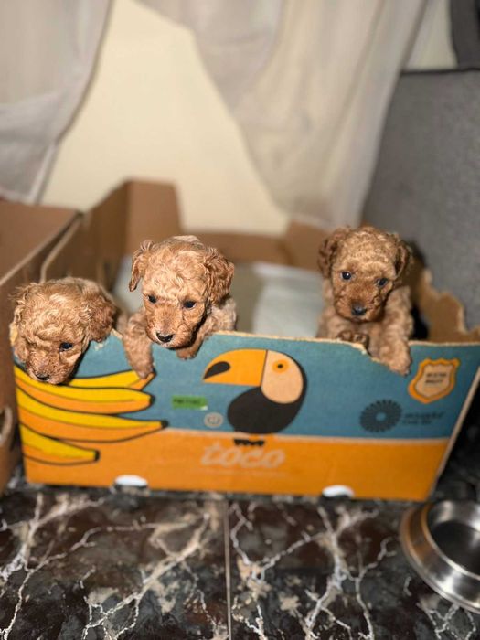 Сладки пудели той