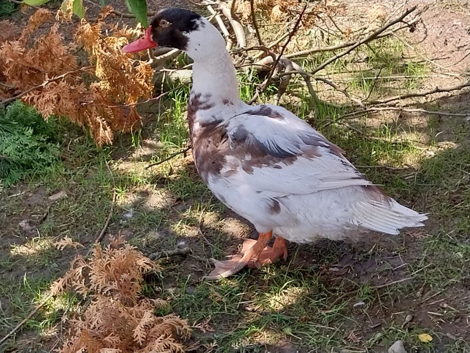 Rațe Pekin și Rațe Leșești (Mute) + Boboci – Diverse vârste