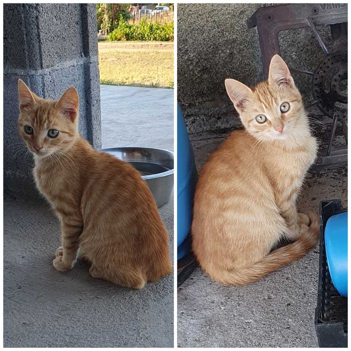 Малки котета – различни шарки