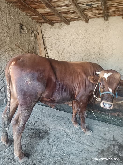 Buqa sotiladi...