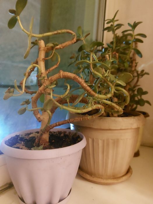 Денежное дерево.