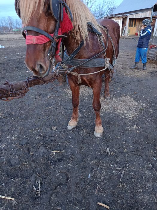 Vand iapă bună de căruță fără defecte mai multe detalii la Nr de telef