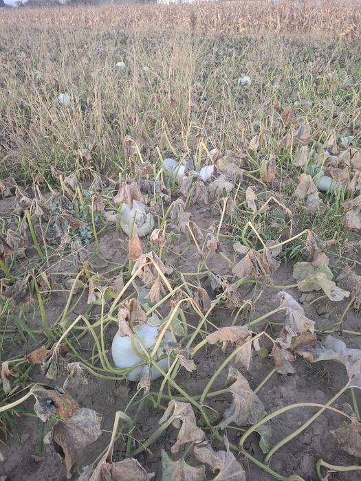 Dovleac placintar dulce f bun productie proprie 1,8lei/kg