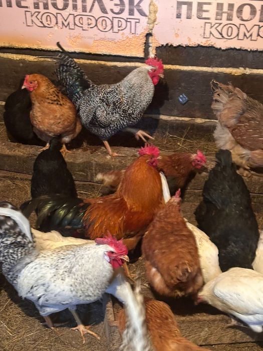 Продам петухов 5000тг