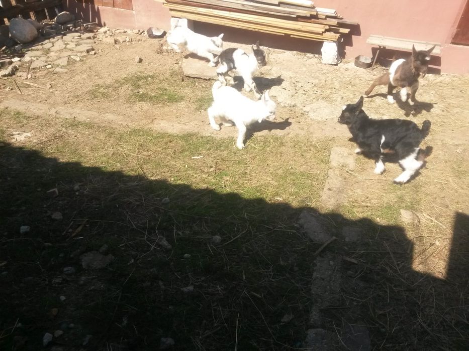 vand iezi /ieduti de curte,  pret/buc inclus sacrificarea