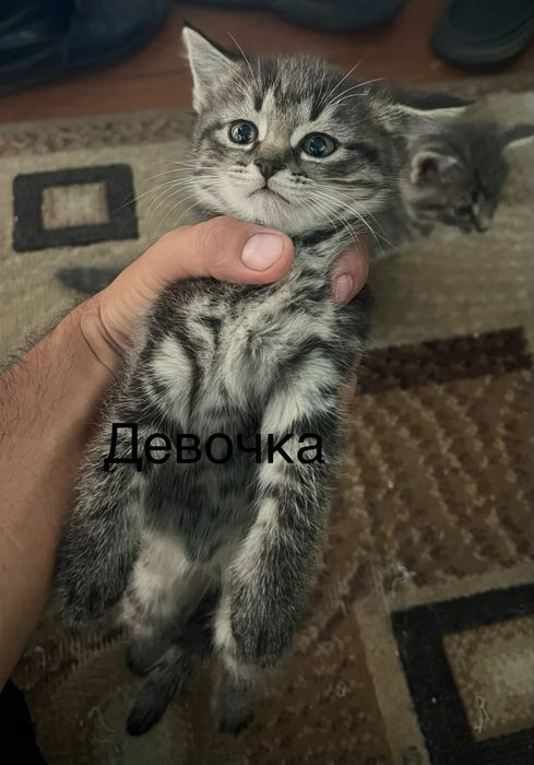 Милые котята 2 месяца