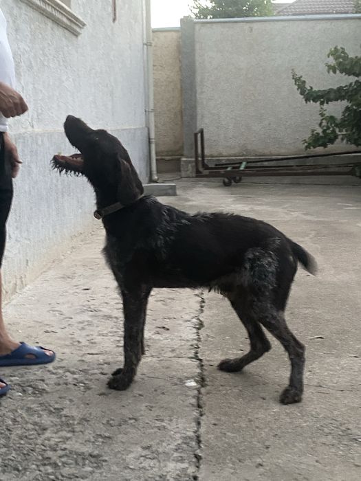 Продается собака породы Дратхар