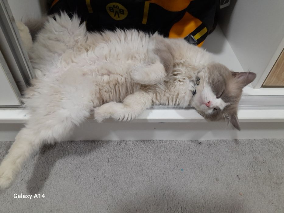 Вязка, Регдолл порода