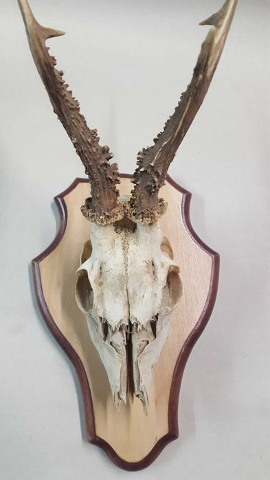 поставка за трофей от сръндак